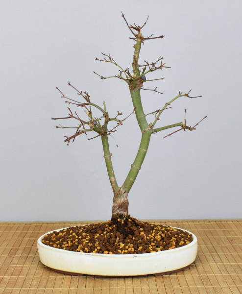 Preview: Bonsai Outdoor, Roter Fächerahorn (Acer palmatum 'deshojo')